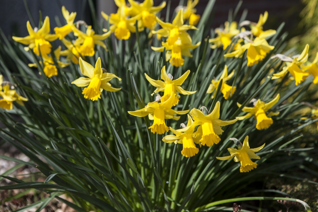 Narcissen