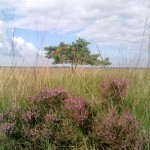 Paarse heide op het Dwingelderveld