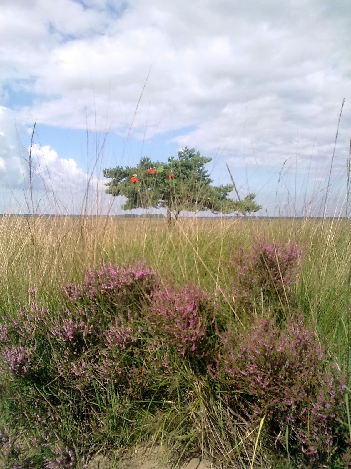 Bos en Heide Dwingelderveld