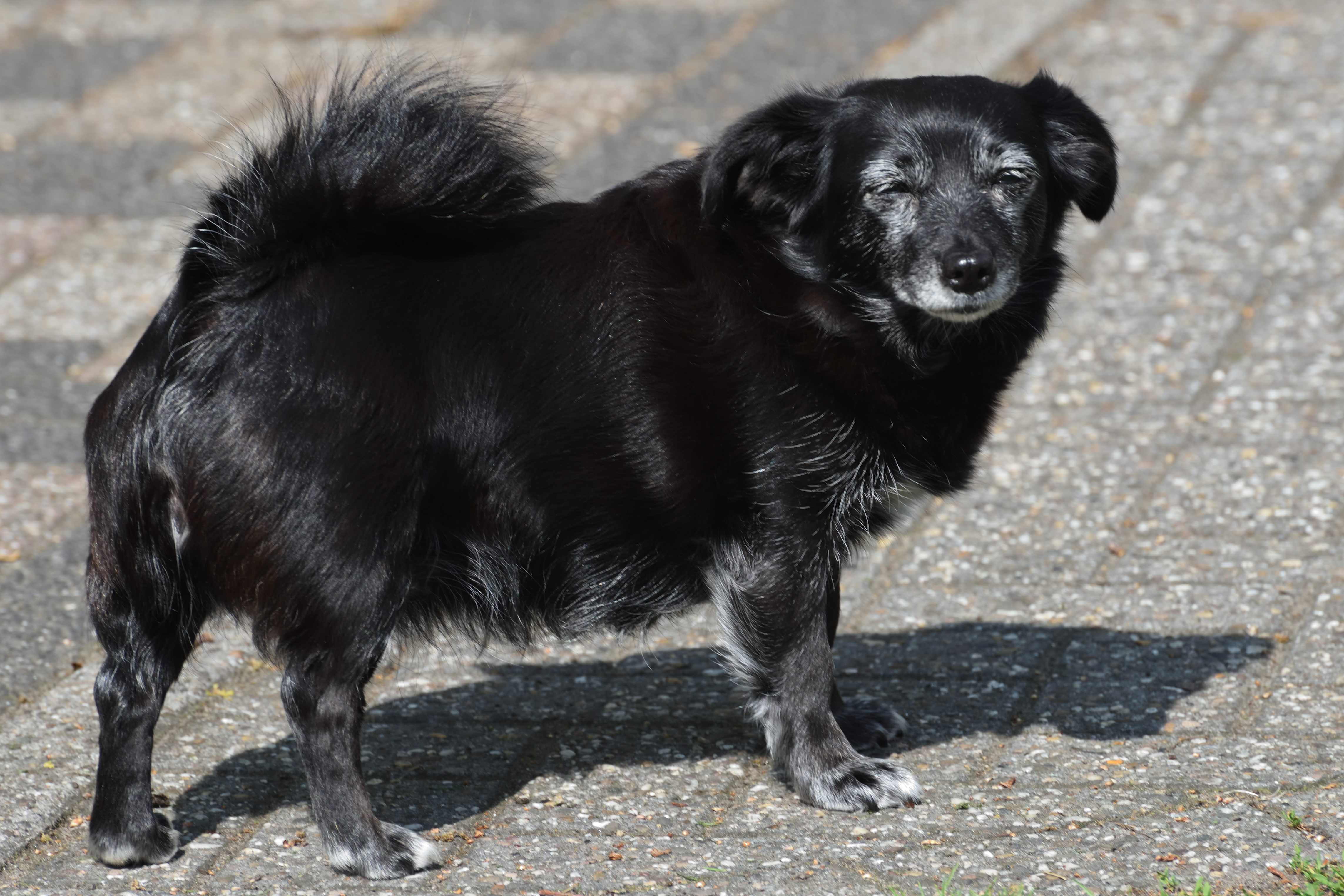 Malou ons hondje